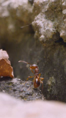 Vertical-Video-Close-Up-Of-Ant-Crawling-Over-Ground-1